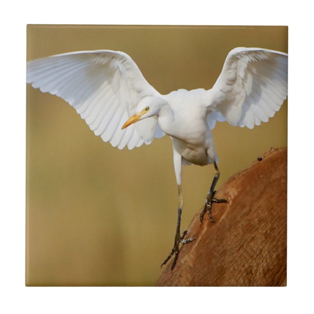 Azulejo De Cerâmica Uma Garça-vaqueira (Bubulcus Ibis) Desce (Frente)