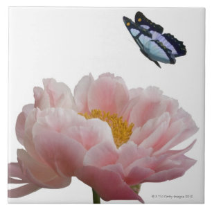 Azulejo De Cerâmica uma grande peônia cor-de-rosa é visitada por um