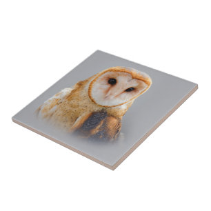 Azulejo De Cerâmica Uma Linda Serene Barn Owl