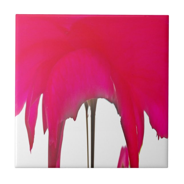 Azulejo De Cerâmica Uma Rosa vermelha maravilhosa sob o céu branco (Frente)