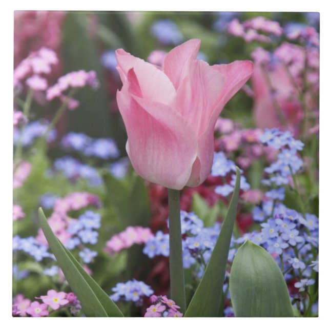 Azulejo De Cerâmica Uma tulipa no Luxembourg Gardens, Paris, França (Frente)