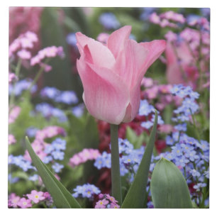 Azulejo De Cerâmica Uma tulipa nos Jardins de Luxemburgo, Paris, Franç