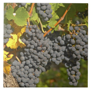 Azulejo De Cerâmica Uma videira com cachos de uvas Merlot maduras - Ca