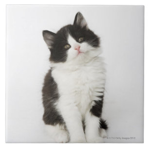 Azulejo De Cerâmica Uma vista de assento do gatinho novo na câmera