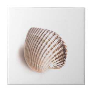 Azulejo De Cerâmica Único seashell