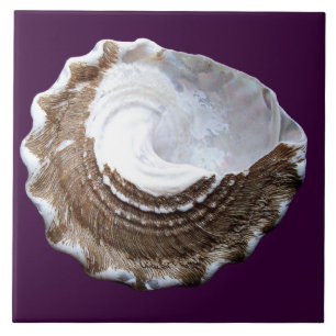 Azulejo De Cerâmica Único Shell telha