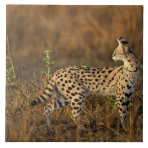 Azulejo De Cerâmica Upper Mara, Reserva de Caça Masai Mara, Quênia,