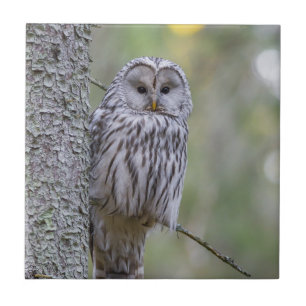 Azulejo De Cerâmica Ural Owl