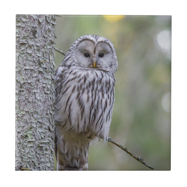 Azulejo De Cerâmica Ural Owl (Frente)