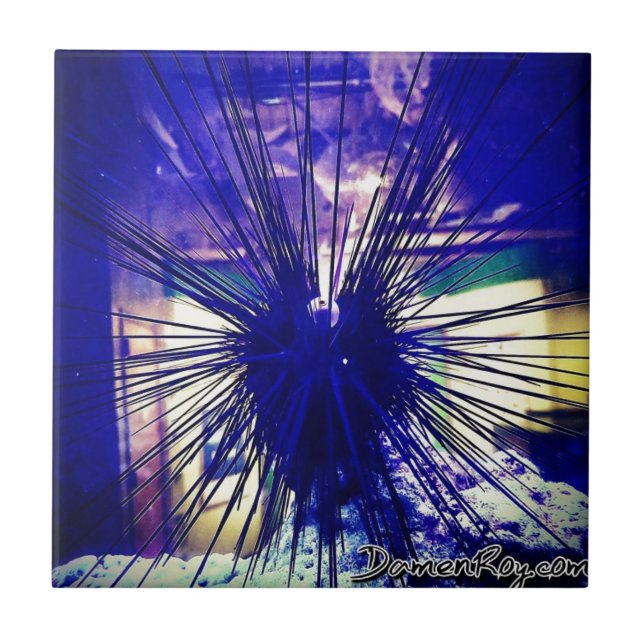 Azulejo De Cerâmica Urchin Preto Longspine (Frente)