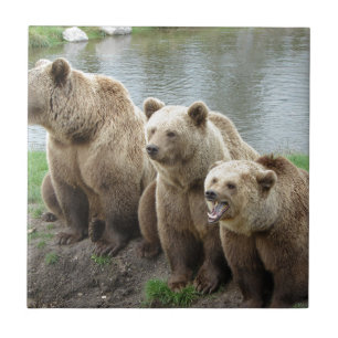 Azulejo De Cerâmica Ursa ursos animal personalizado aniversários