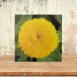 Azulejo De Cerâmica Urso Amarelo Girassol<br><div class="desc">Azulejo cerâmico que mostra a foto de uma espécie de girassóis amarelos chamada "Urso de Teddy". Um design floral adorável! Selecione o tamanho do seu azulejo. Faz uma trivet de cozinha excelente!</div>
