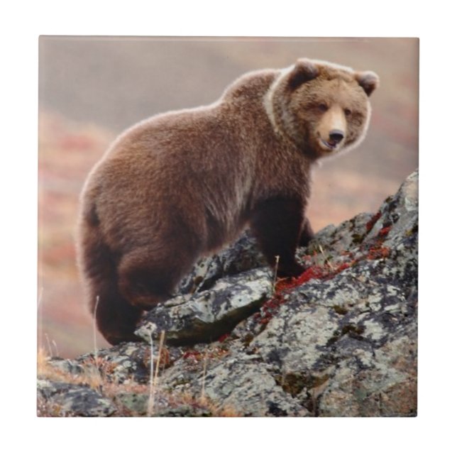 Azulejo De Cerâmica Urso de Denali Brown (Frente)
