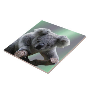 Azulejo De Cerâmica Urso de Koala