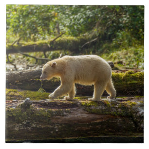 Azulejo De Cerâmica Urso Espírito Branco Caça