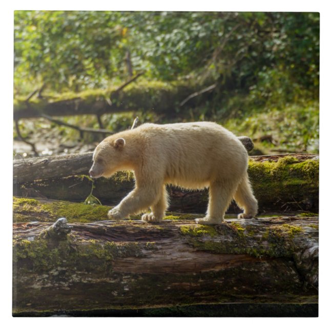 Azulejo De Cerâmica Urso Espírito Branco Caça (Frente)