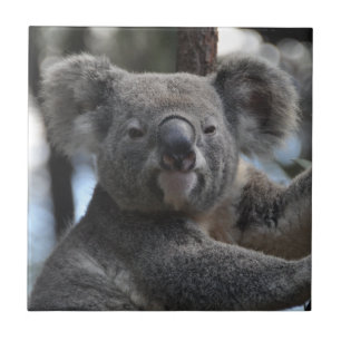 Azulejo De Cerâmica Urso Koala em árvore