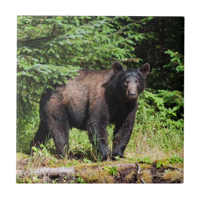 Azulejo De Cerâmica Urso Negro Alfa (Frente)