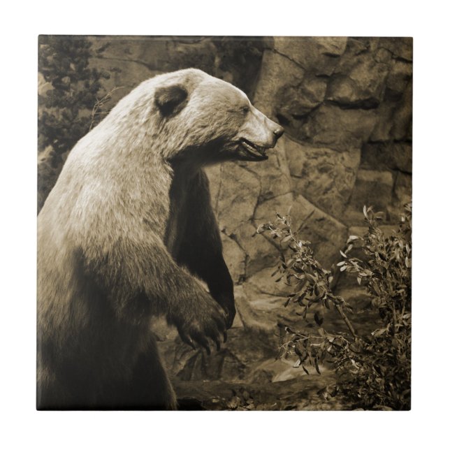 Azulejo De Cerâmica Urso Orgulhoso (Frente)