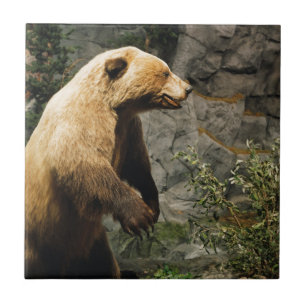 Azulejo De Cerâmica Urso orgulhoso