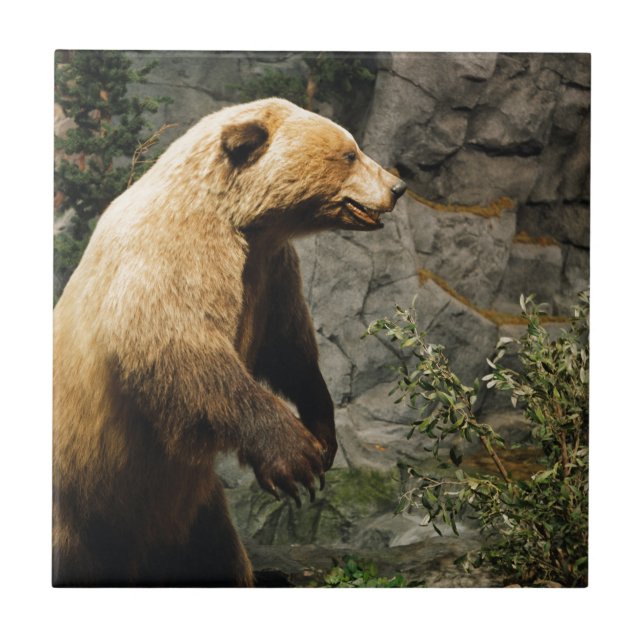 Azulejo De Cerâmica Urso orgulhoso (Frente)