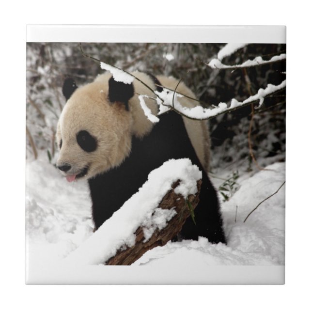 Azulejo De Cerâmica Urso Panda (Frente)