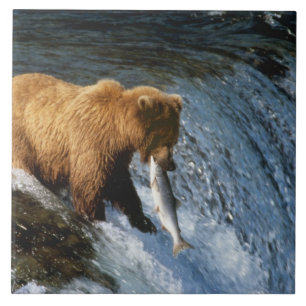 Azulejo De Cerâmica Urso Pardo do Alasca Capturando Salmão em Brooks