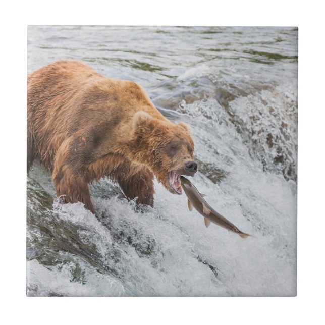 Azulejo De Cerâmica Urso Pardo Pega Salmão Vermelho (Frente)