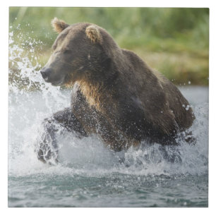 Azulejo De Cerâmica Urso pardo perseguindo salmão no rio