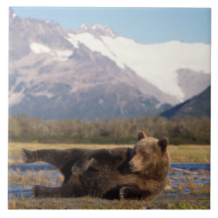 Azulejo De Cerâmica Urso pardo, urso cinzento esticando-se de costas