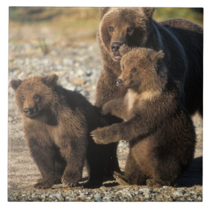 Azulejo De Cerâmica Urso pardo, urso cinzento, porca com filhotes na c