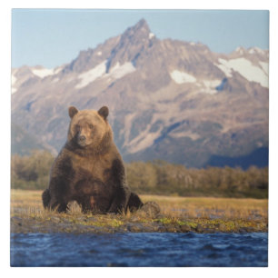 Azulejo De Cerâmica urso pardo, Ursus arctos, urso cinzento, Ursus