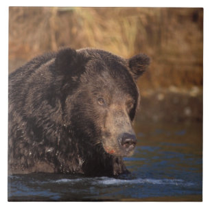 Azulejo De Cerâmica urso pardo, Ursus arctos, urso cinzento, Ursus 5