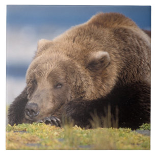 Azulejo De Cerâmica urso pardo, Ursus arctos, urso cinzento, Ursus 8