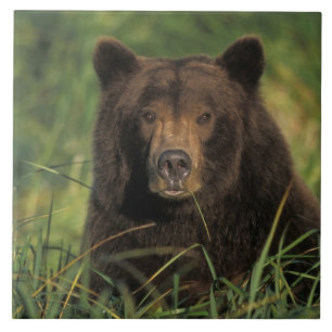 Azulejo De Cerâmica urso pardo, Ursus arctos, urso cinzento, Ursus 9