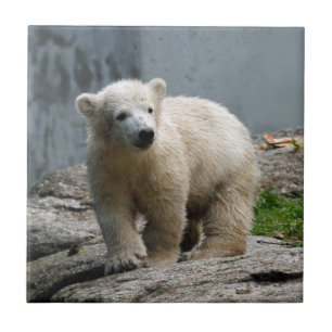 Azulejo De Cerâmica Urso Polar 010