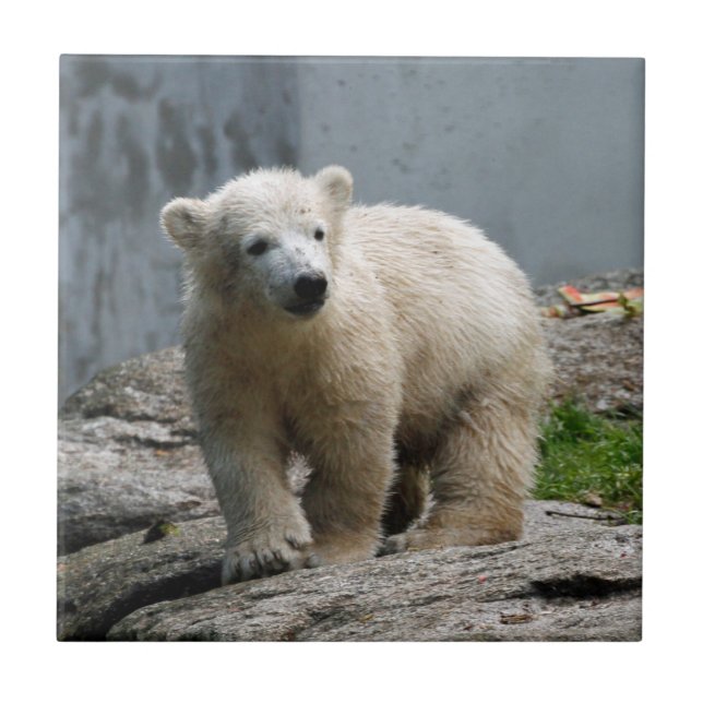 Azulejo De Cerâmica Urso Polar 010 (Frente)