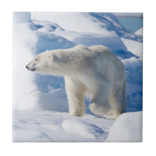 Azulejo De Cerâmica Urso Polar Jovem Masculino