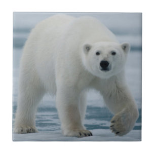 Azulejo De Cerâmica Urso Polar, Ursus Maritimus, Adulto