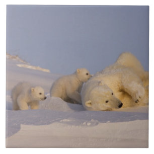 Azulejo De Cerâmica urso polar, Ursus maritimus, fêmea brincando