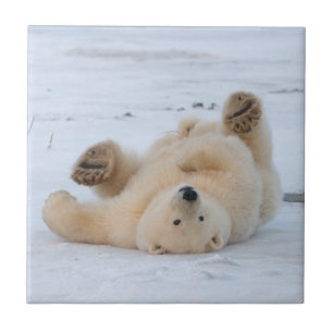 Azulejo De Cerâmica urso polar, Ursus maritimus, filhote rolando 3