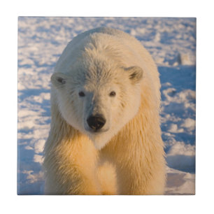 Azulejo De Cerâmica urso polar, Ursus maritimus, urso polar no gelo