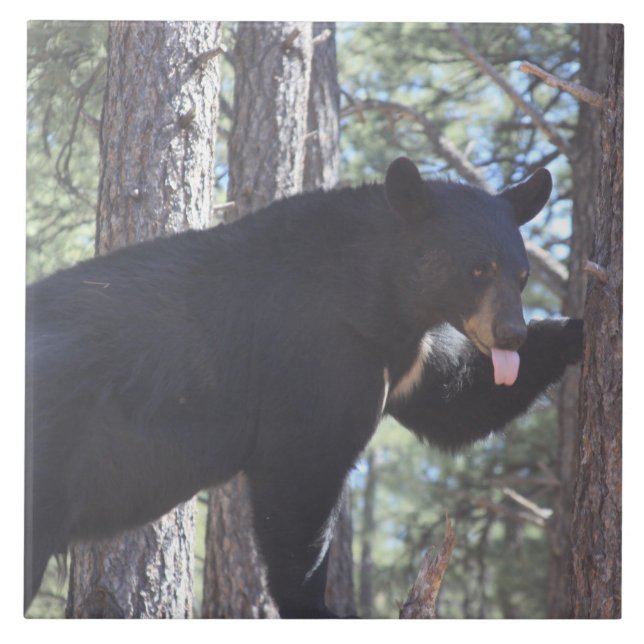 Azulejo De Cerâmica Urso Preto (Frente)