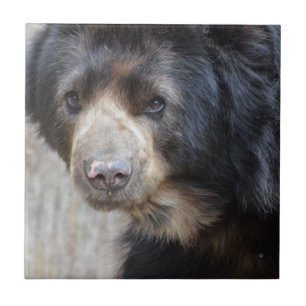 Azulejo De Cerâmica Urso preto adorável