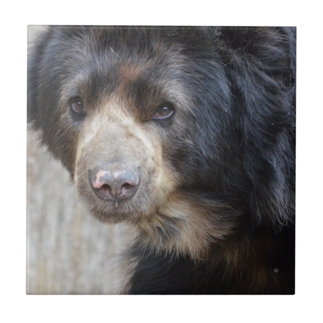 Azulejo De Cerâmica Urso preto adorável (Frente)