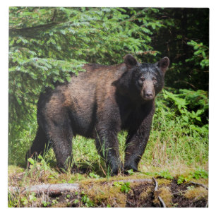Azulejo De Cerâmica Urso preto alfa
