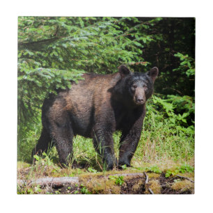 Azulejo De Cerâmica Urso Preto Alpha
