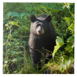 Azulejo De Cerâmica Urso preto curioso