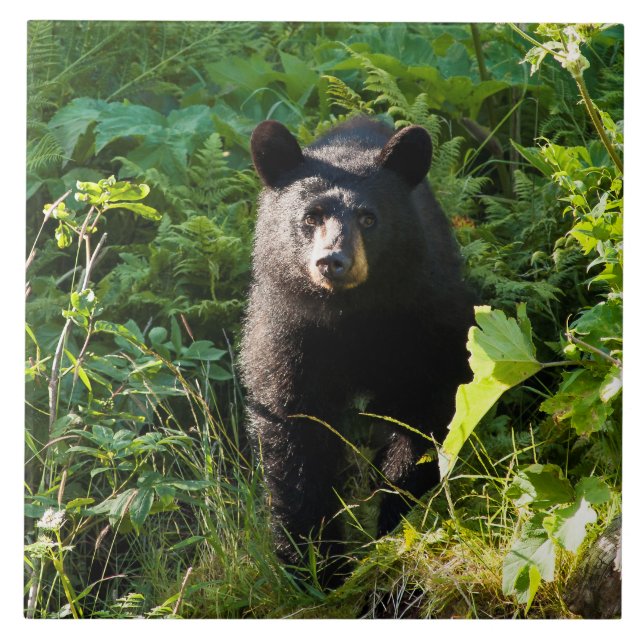 Azulejo De Cerâmica Urso preto curioso (Frente)