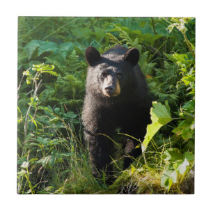 Azulejo De Cerâmica Urso Preto Curioso